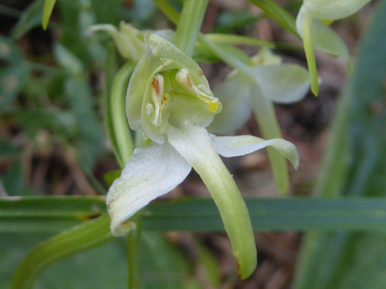 Platanthera chlorantha flower