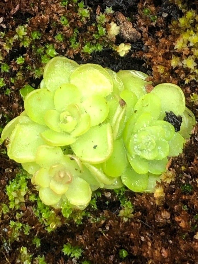 Pinguicula gracilis — houseplant care guide