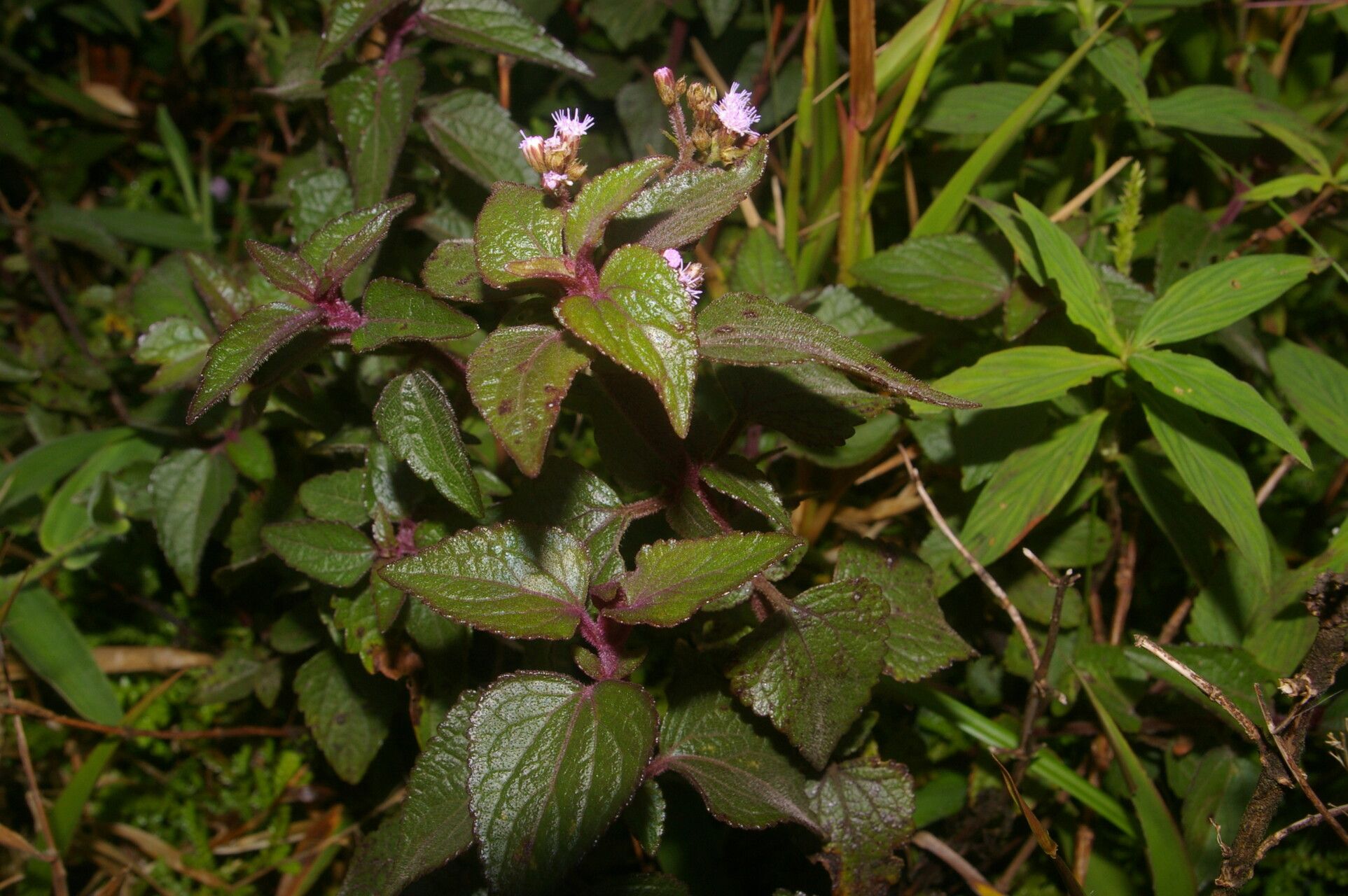 Fleischmannia pratensis habit