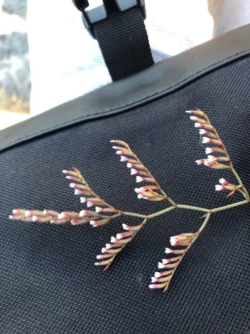 Limonium duriusculum flower
