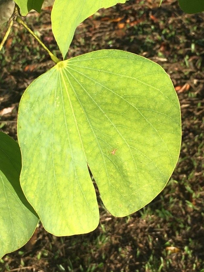 Bauhinia monandra leaf