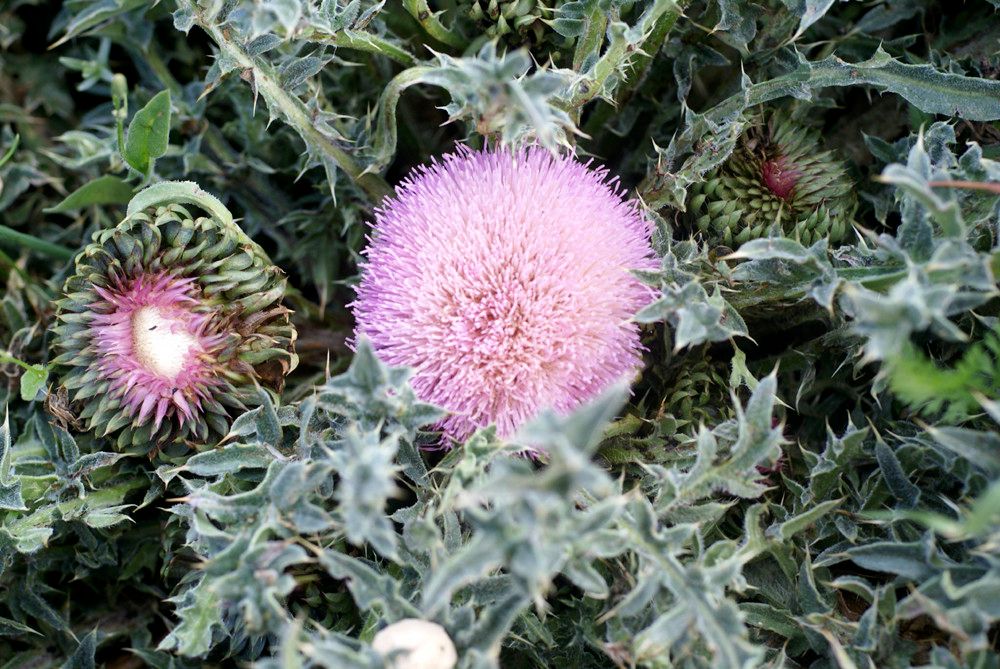 Carduus ballii other