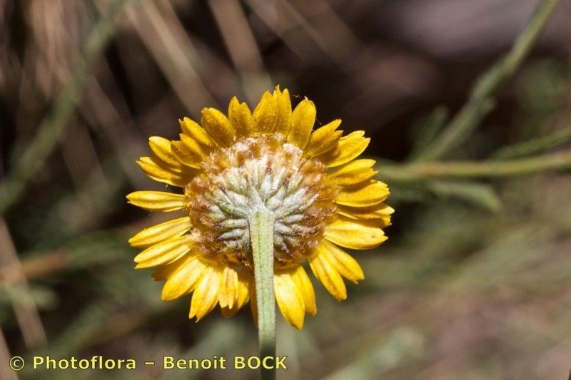 Cladanthus scariosus flower