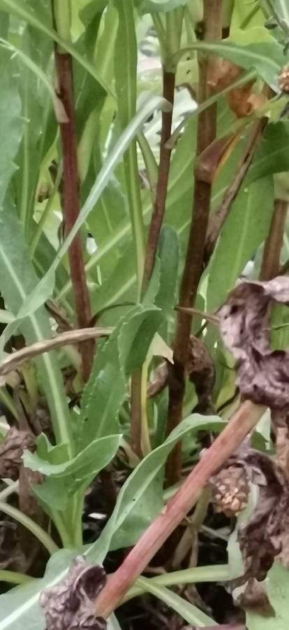 Grindelia robusta bark