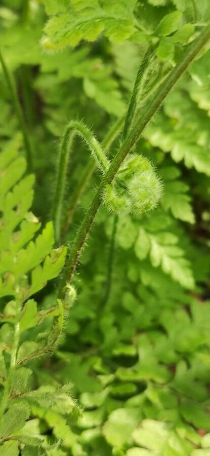 Microlepia speluncae bark