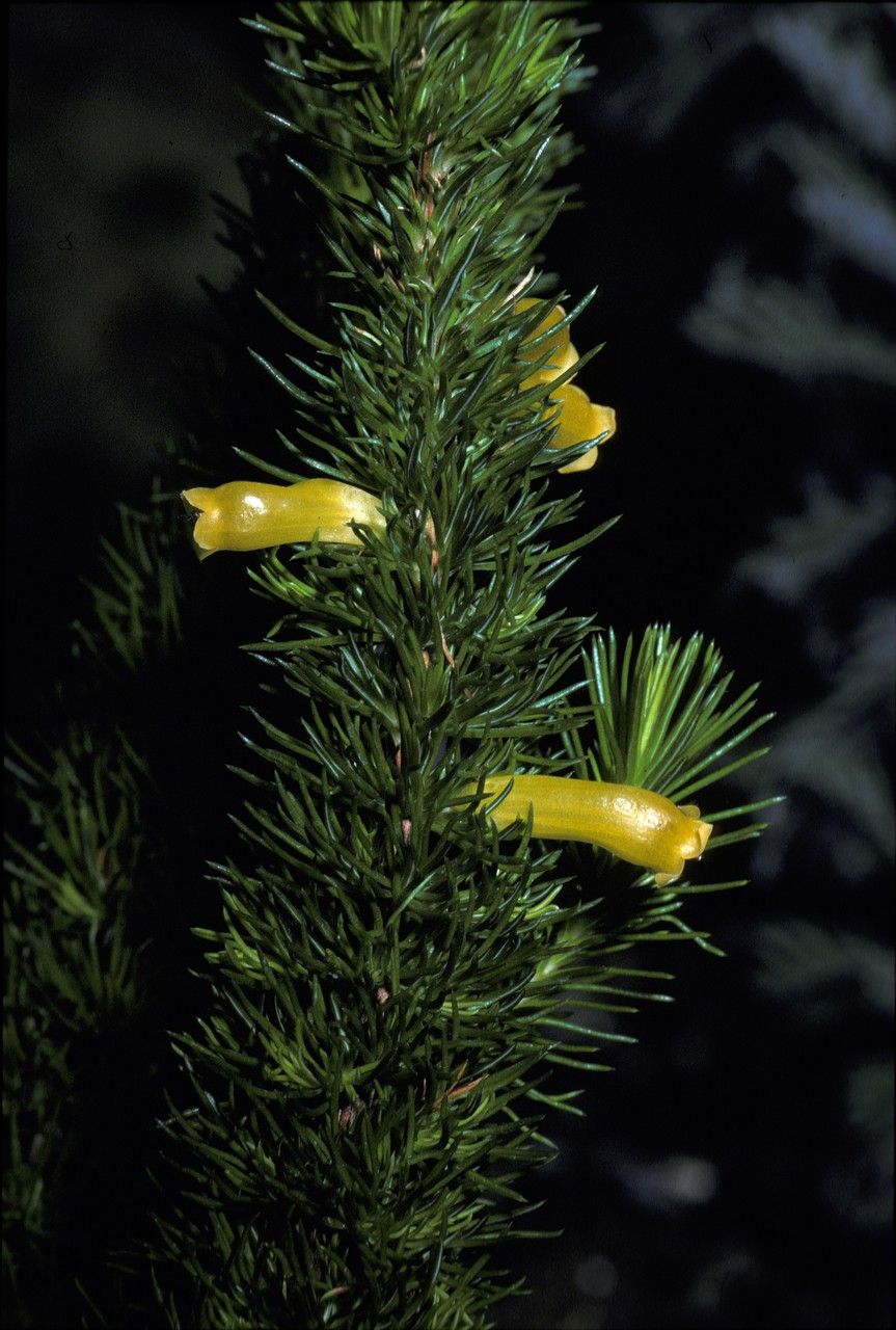 Erica patersonia — search result for 'Erica'