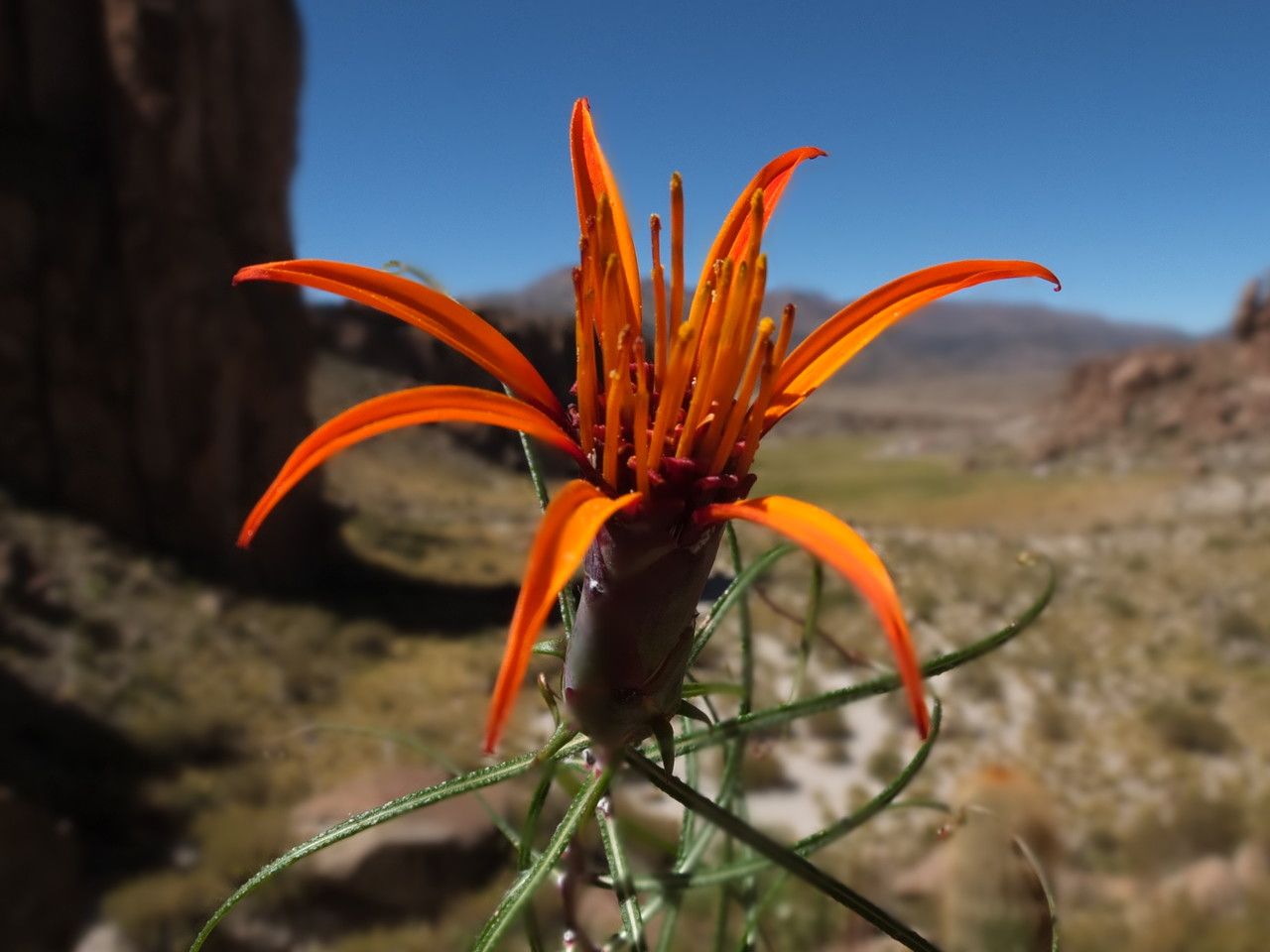 Mutisia friesiana flower