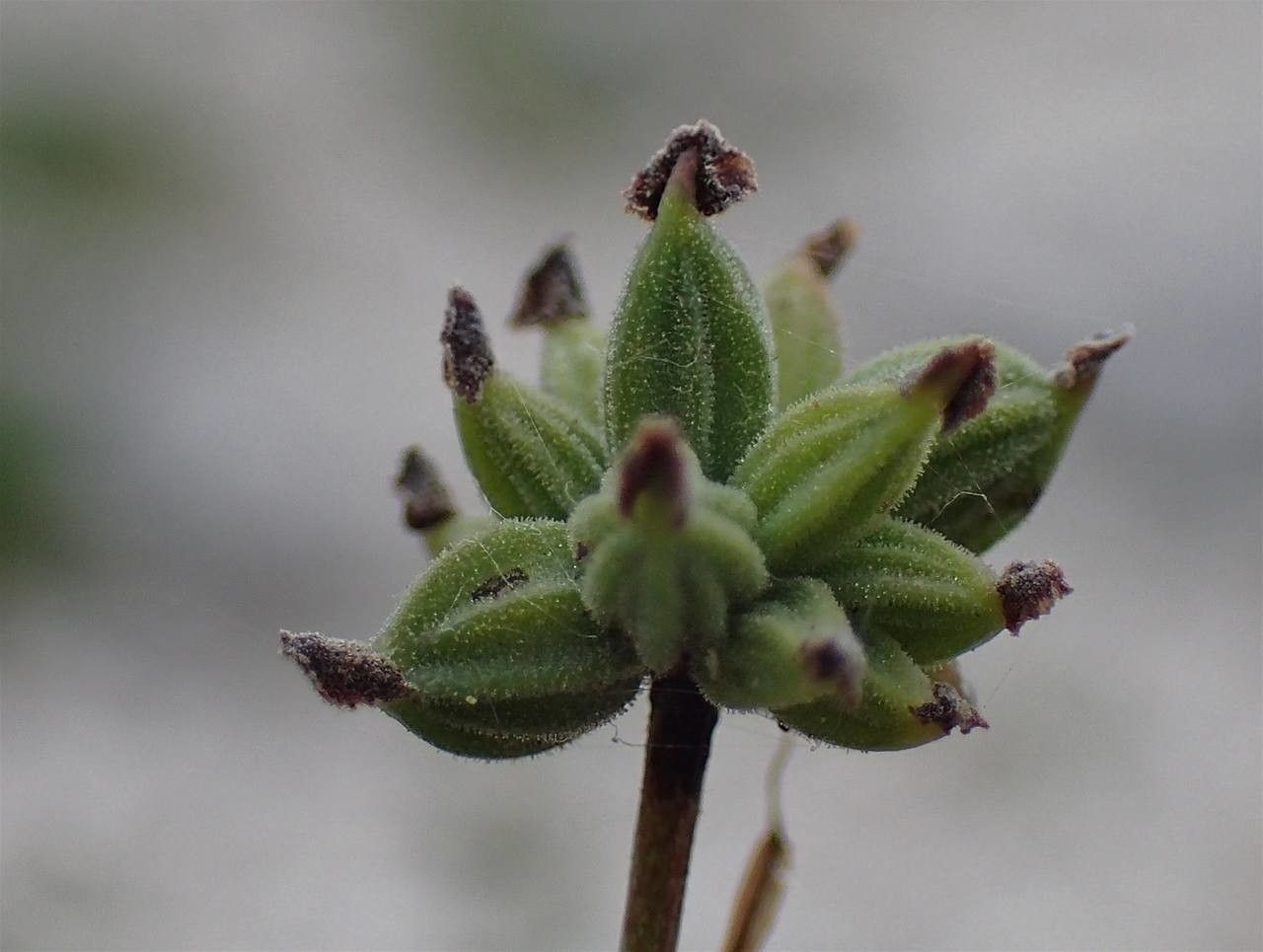 Thalictrum minus fruit