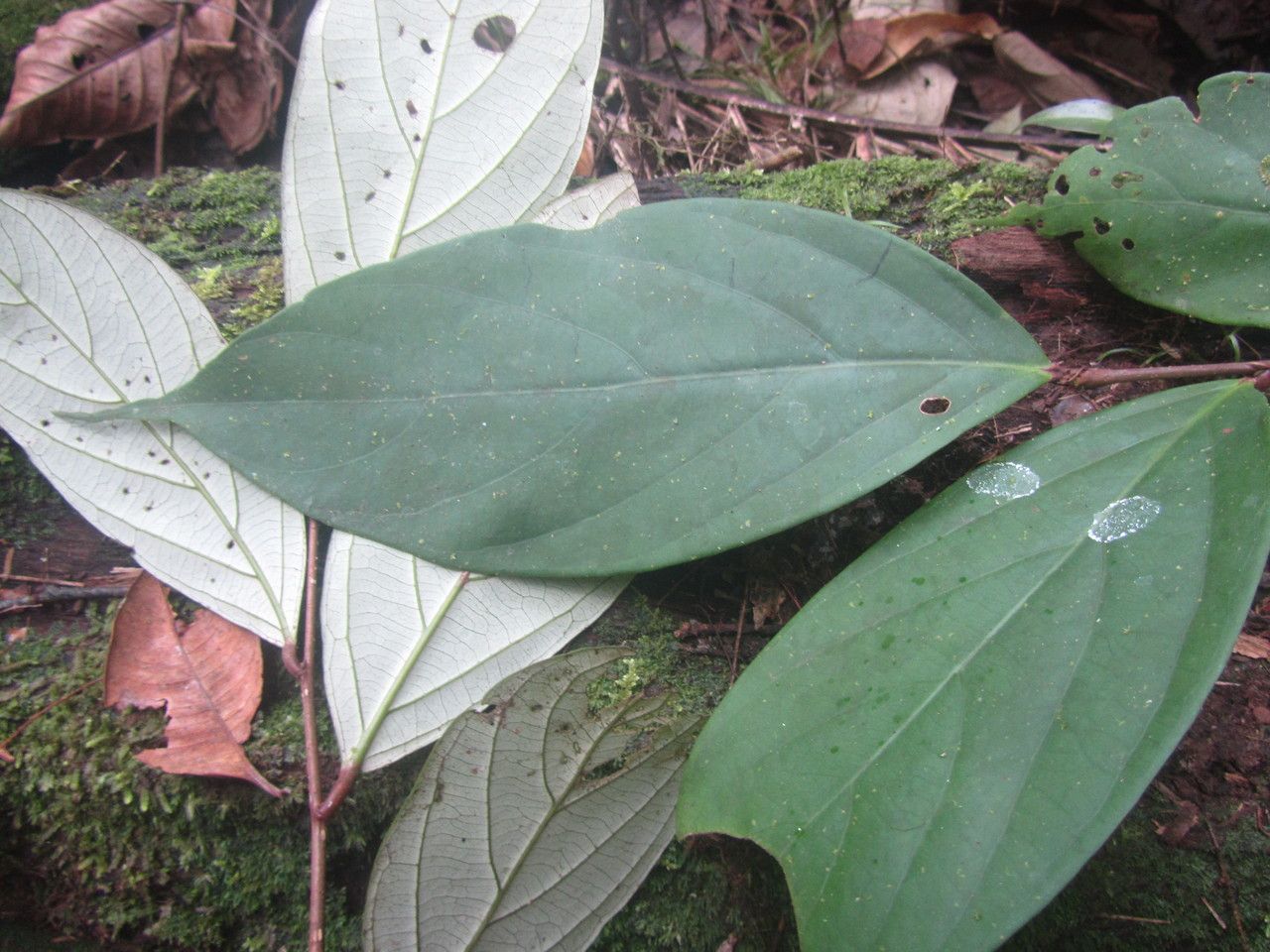 Licania affinis — related species from the same genus