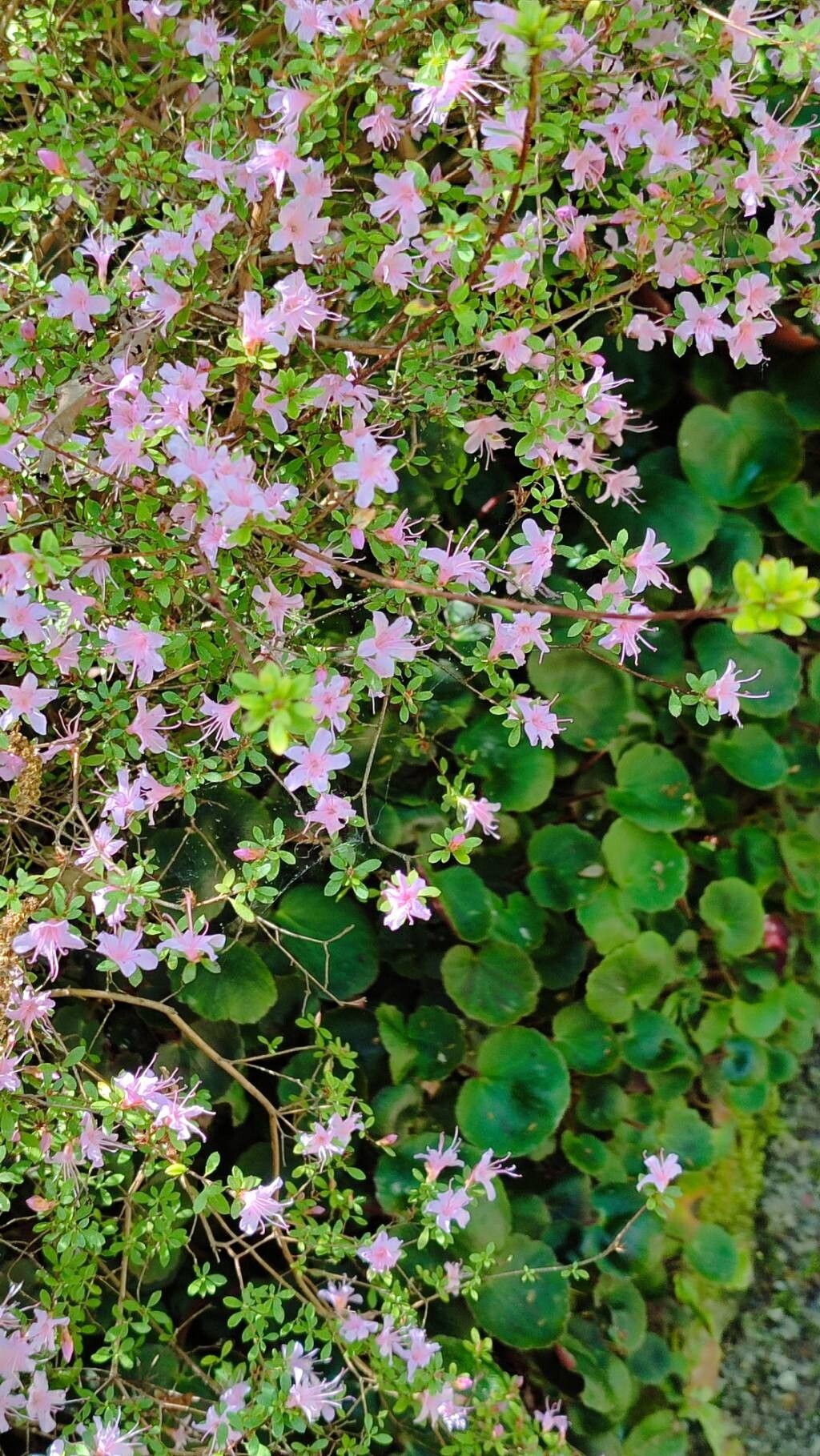 Rhododendron serpyllifolium habit