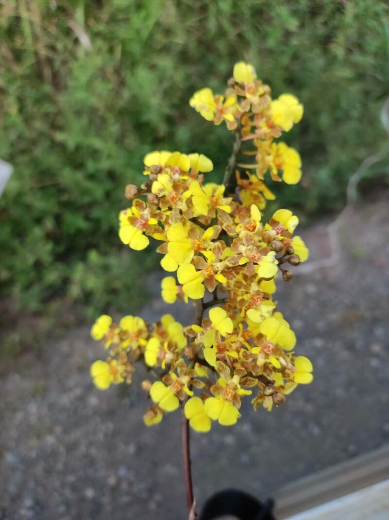 Trichocentrum ascendens — houseplant care guide