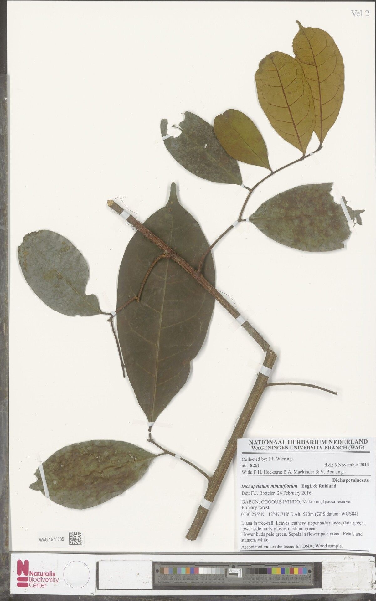 Dichapetalum minutiflorum — houseplant care guide