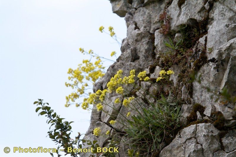 Biscutella divionensis habit