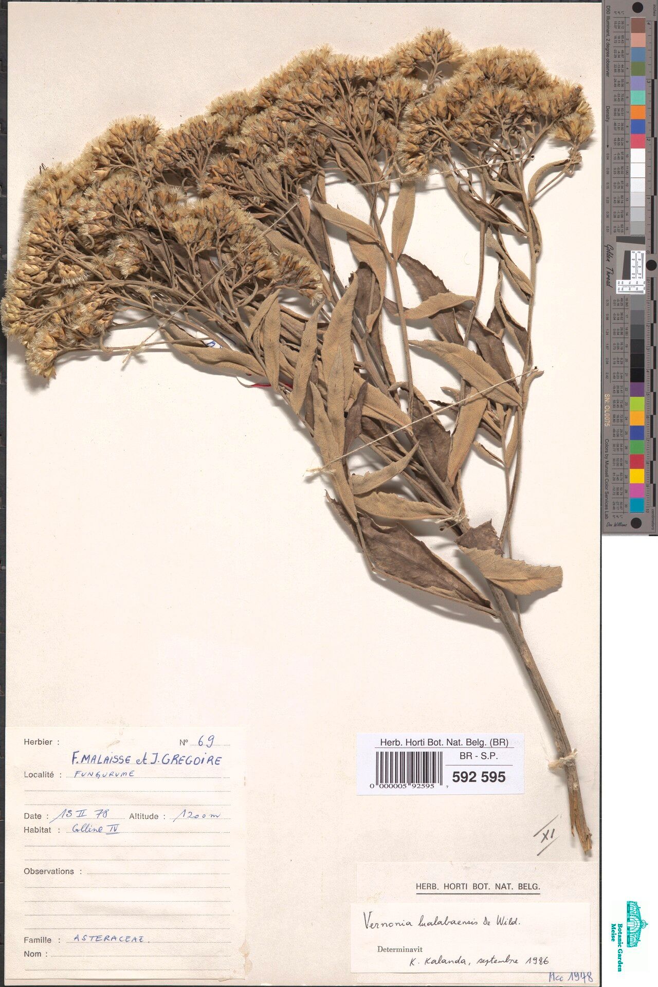 Vernonia lualabaensis — houseplant care guide