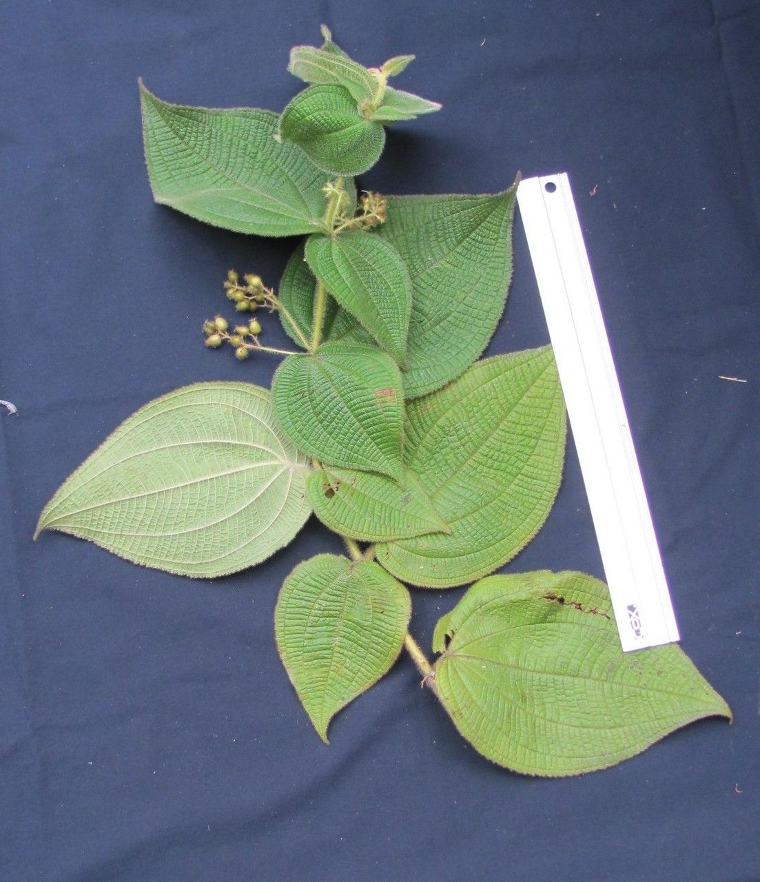 Miconia domociliata other