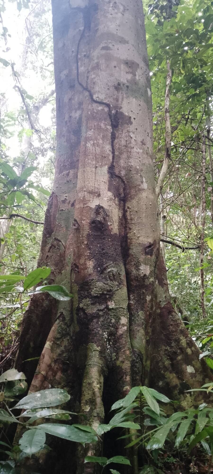 Newtonia leucocarpa bark