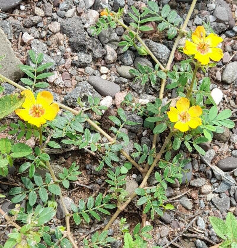 Kallstroemia tribuloides habit