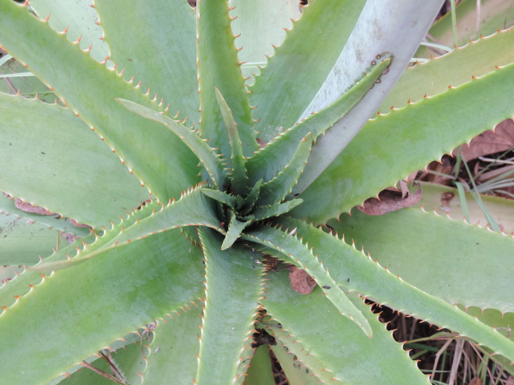Aloe christianii — houseplant care guide