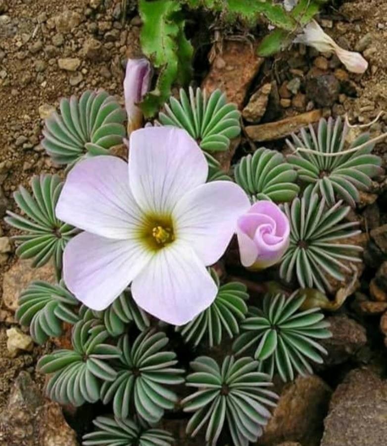 Oxalis adenophylla flower