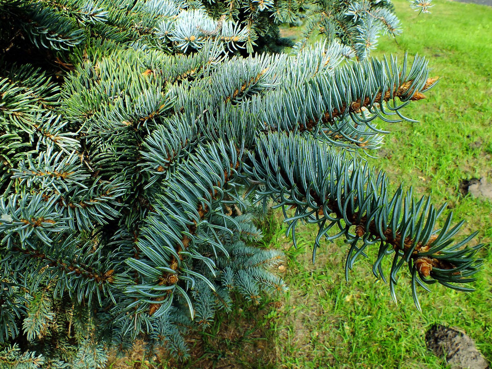 Abies magnifica leaf