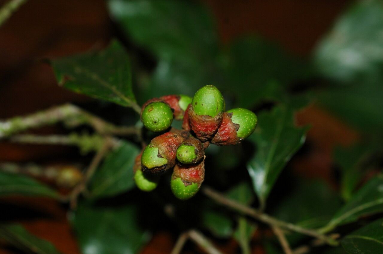 Ocotea dispersa fruit