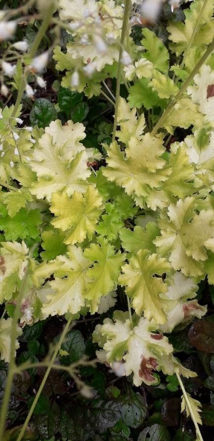 Heuchera maxima — search result for 'Heuchera'