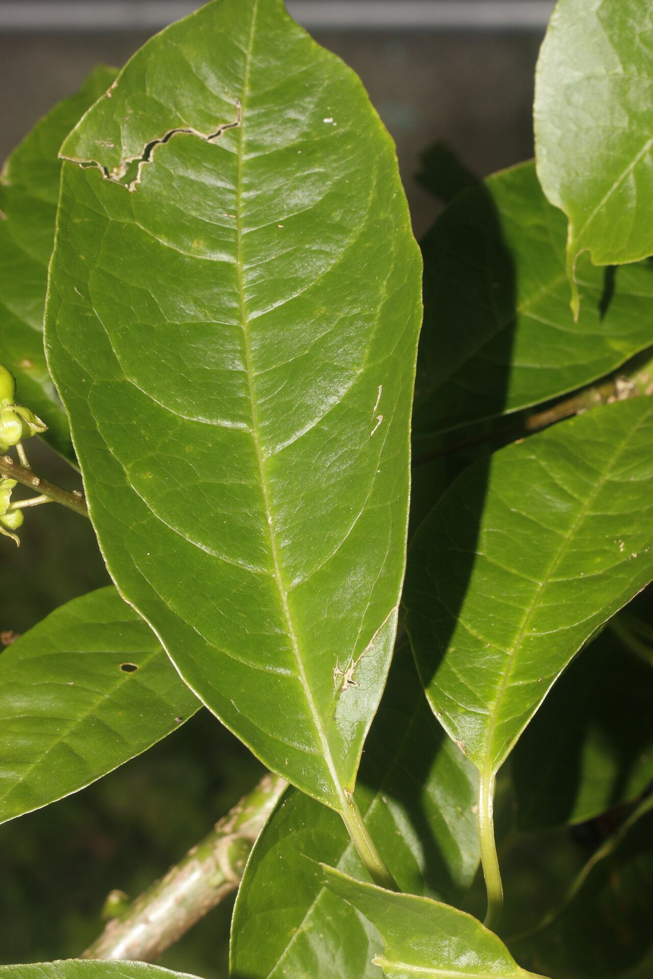 Pleuropetalum pleiogynum leaf