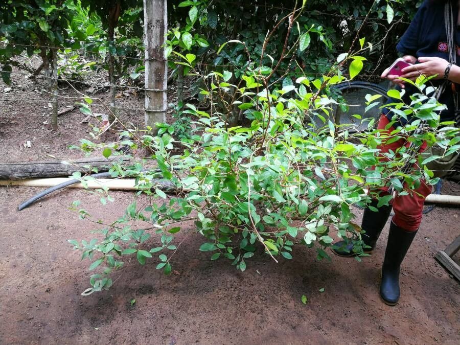 Erythroxylum coca — houseplant care guide