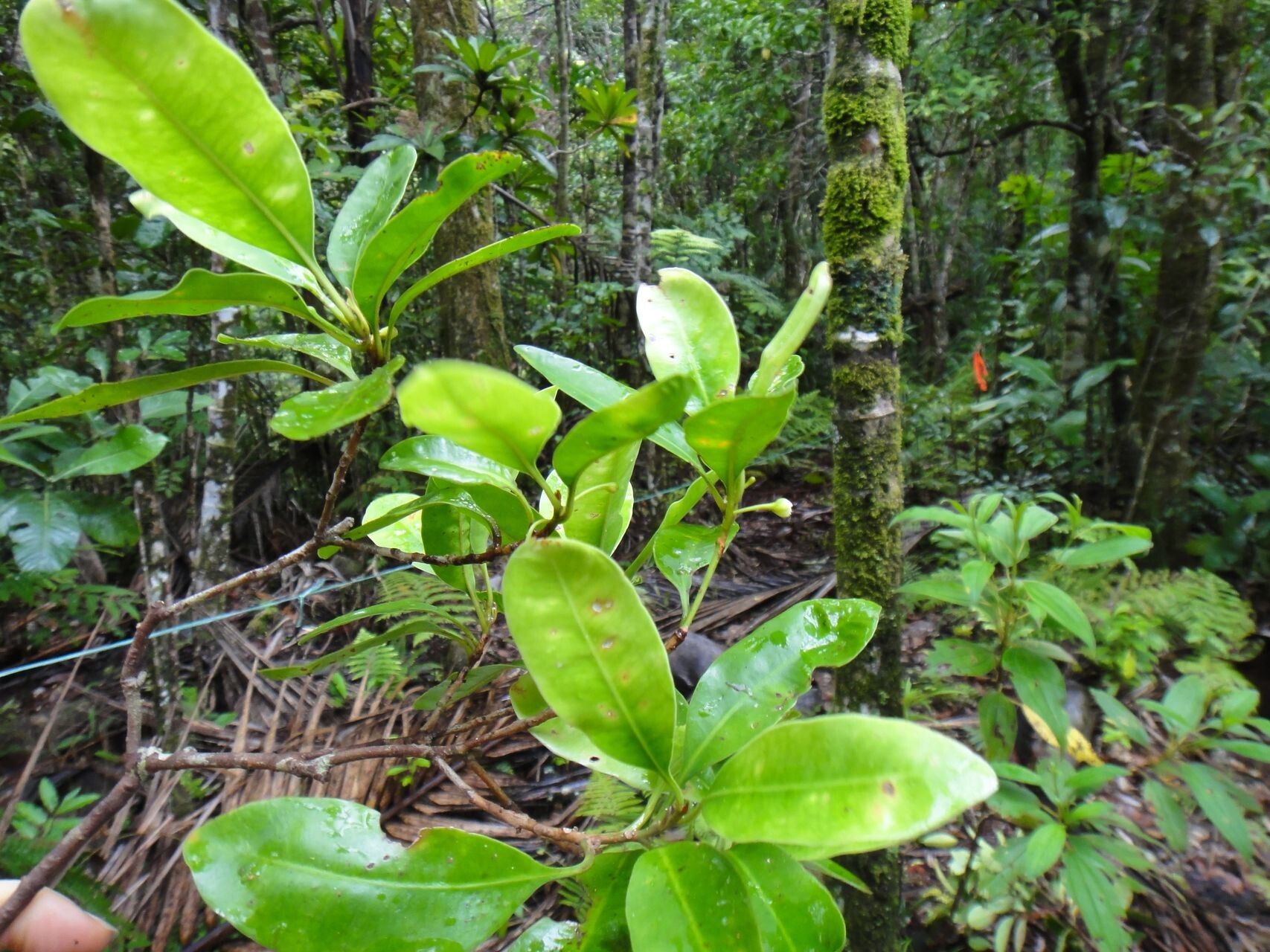 Planchonella mandjeliana habit