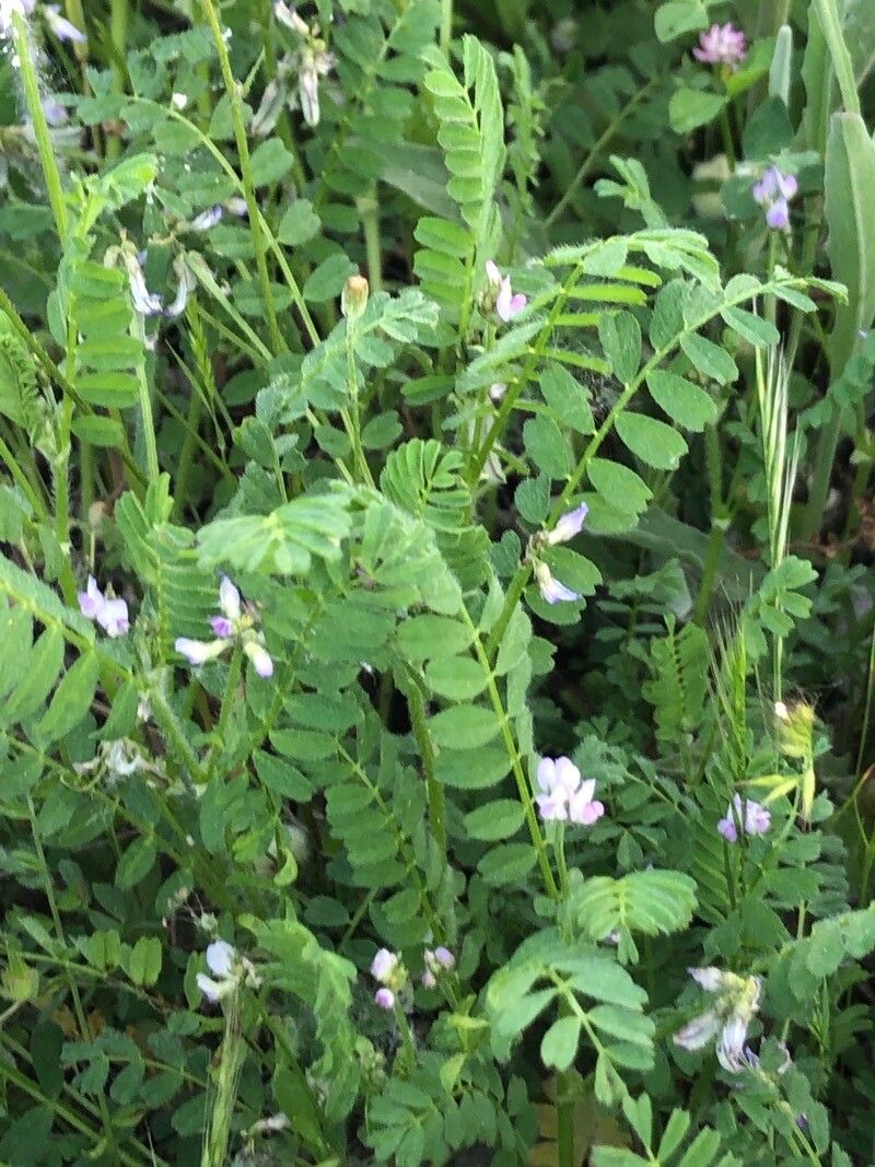 Astragalus pelecinus — search result for 'Astragalus'