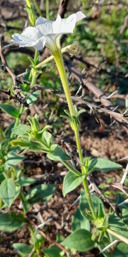 Petunia axillaris habit