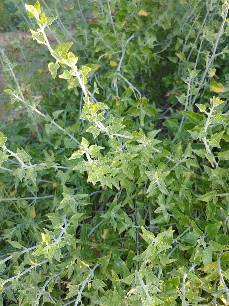 Brickellia californica — related species from the same genus