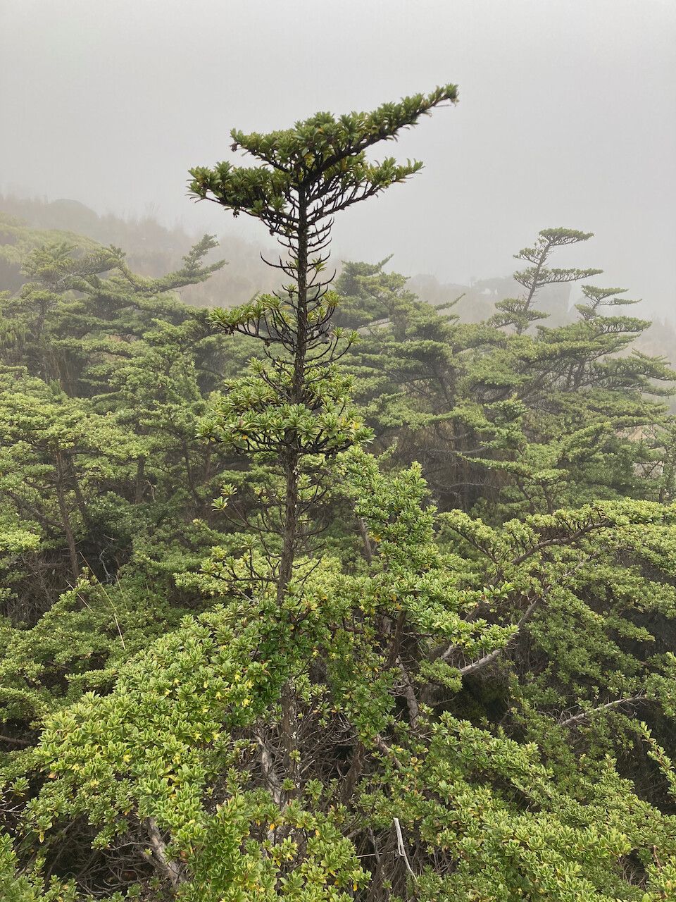 Escallonia myrtilloides bark
