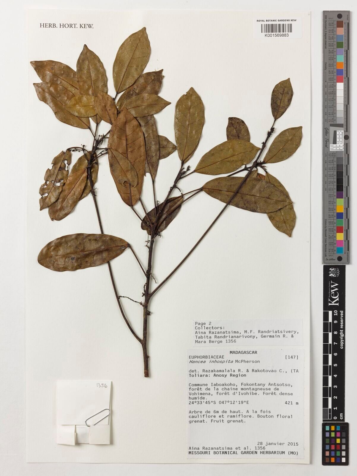 Hancea inhospita — related species from the same genus