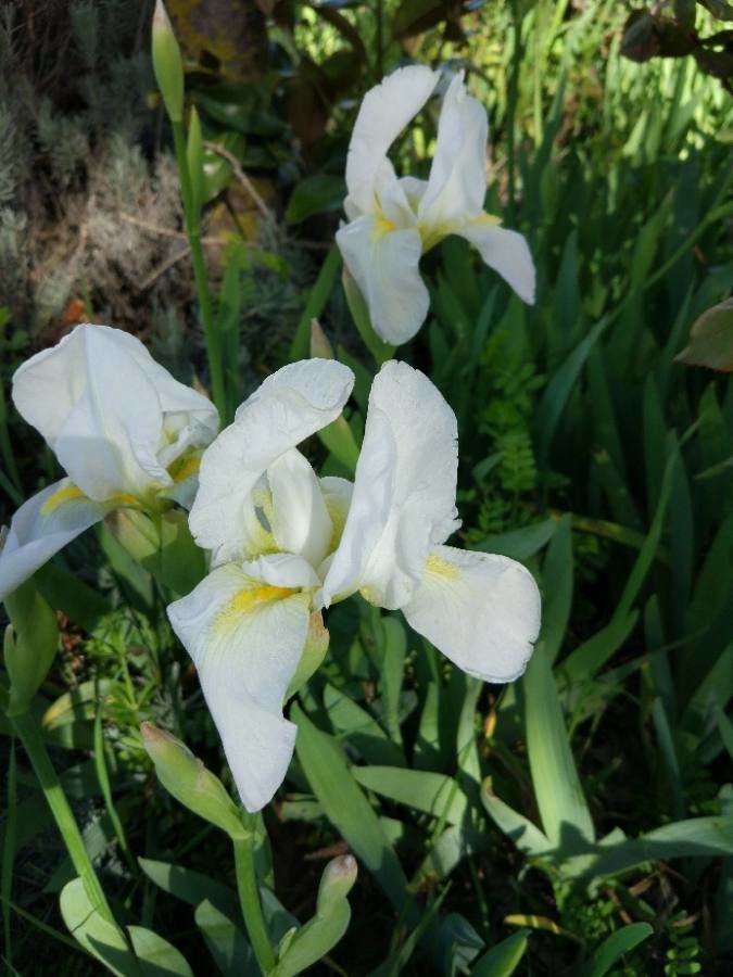 Iris albicans flower