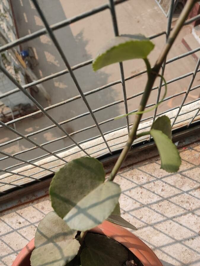 Cissus rotundifolia — houseplant care guide