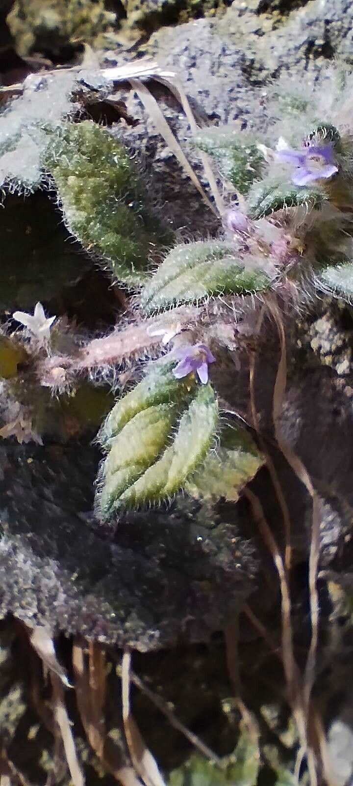 Ajuga parviflora — search result for 'Ajuga'