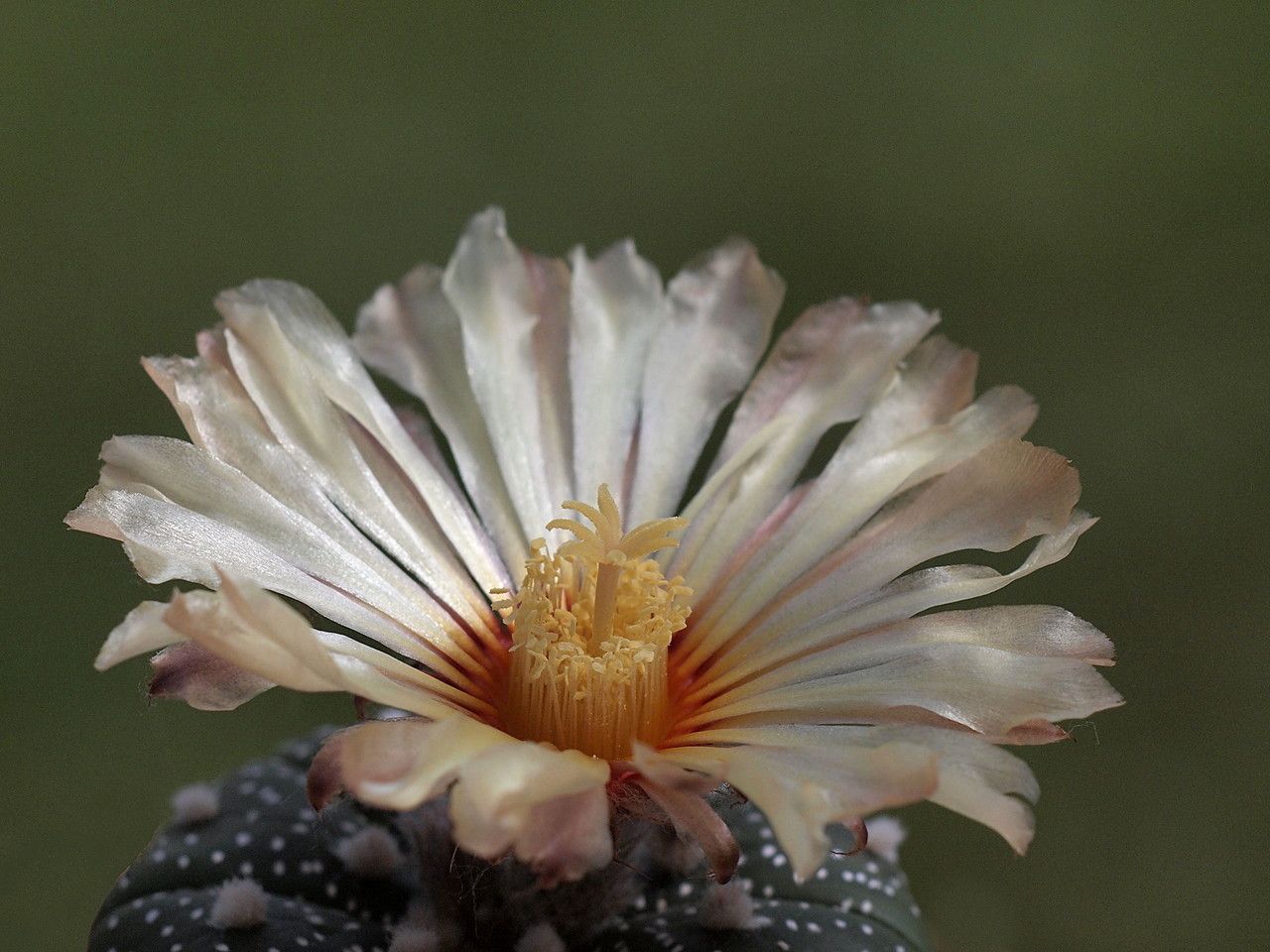 Astrophytum asterias flower