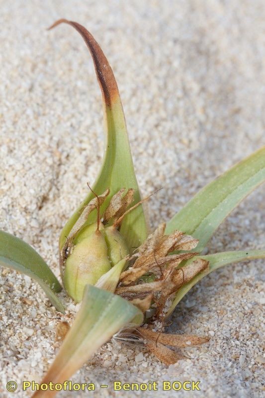 Androcymbium psammophilum fruit