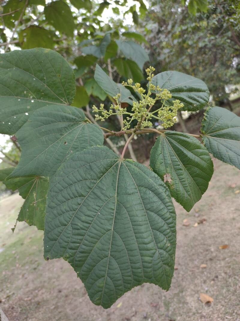 Heliocarpus americanus — search result for 'Costa Rica'
