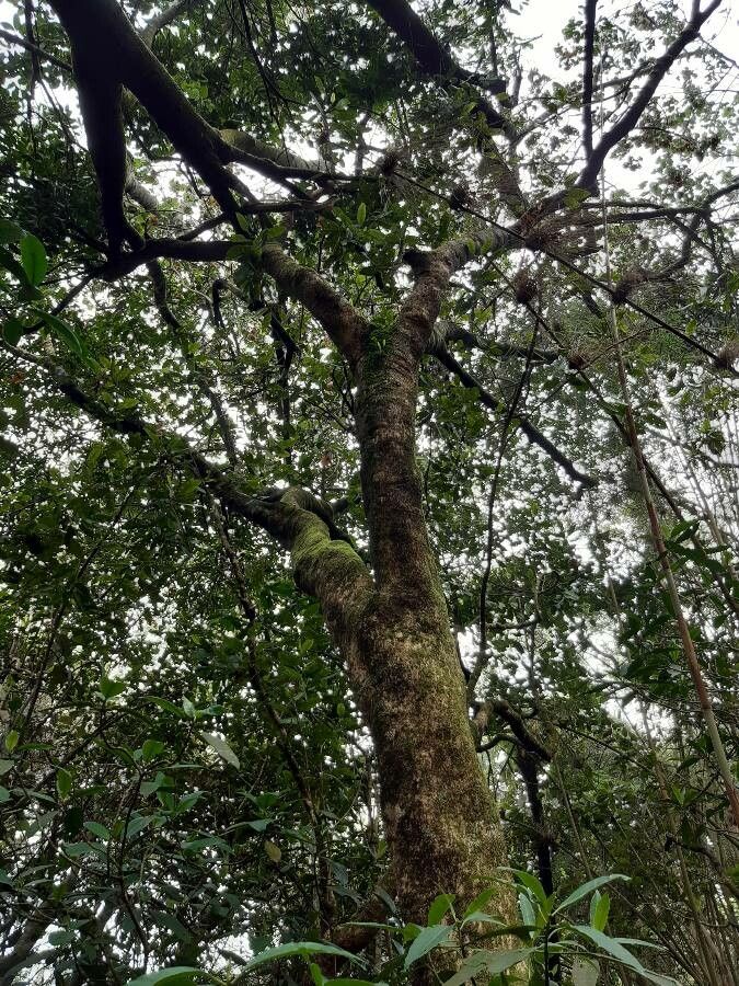 Melicope obtusifolia habit