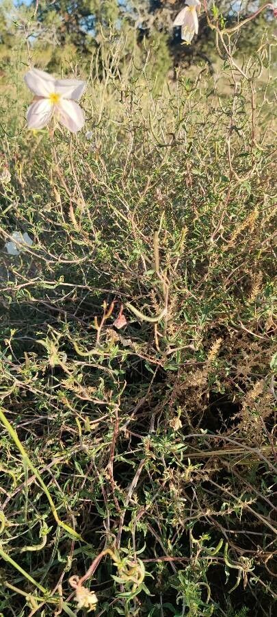 Oenothera pallida — search result for 'Oenothera'