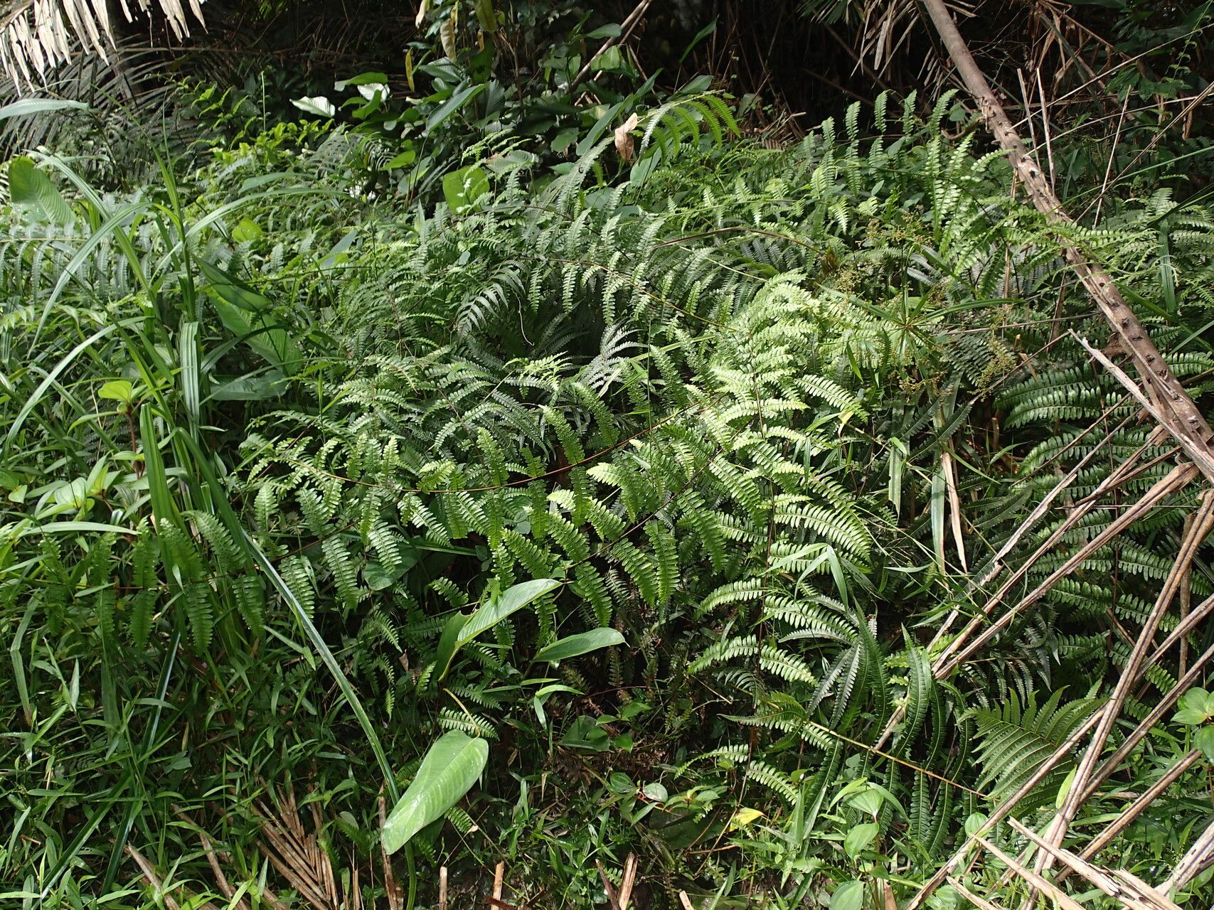 Pteris similis habit