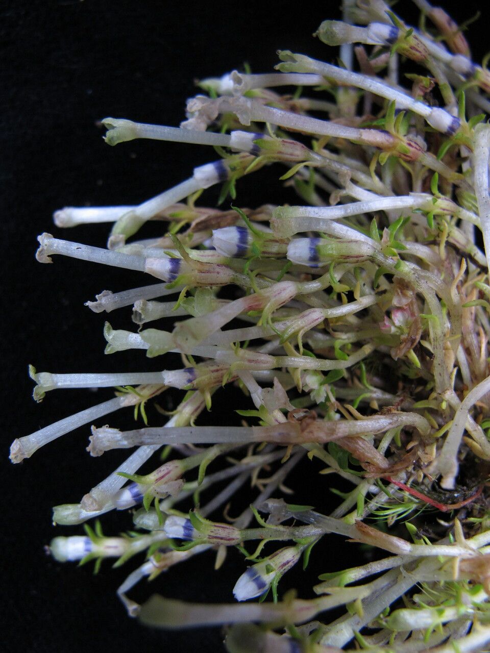 Gentiana bryoides habit