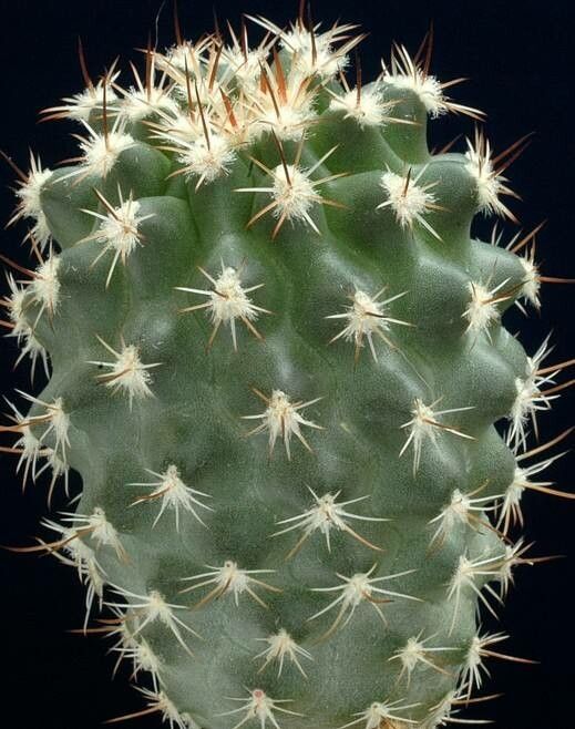 Sclerocactus wrightiae leaf