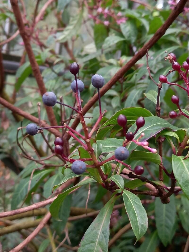 Fuchsia corymbiflora fruit