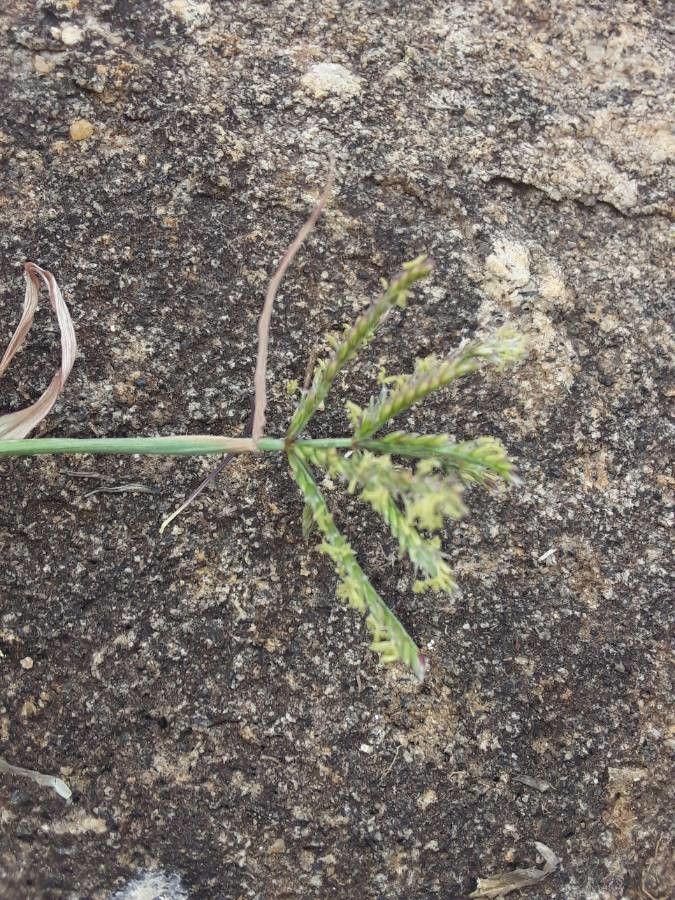 Cynodon plectostachyus flower