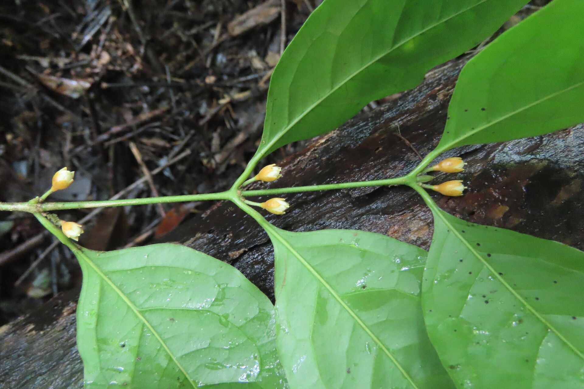 Cassipourea guianensis — search result for 'Cassipourea'