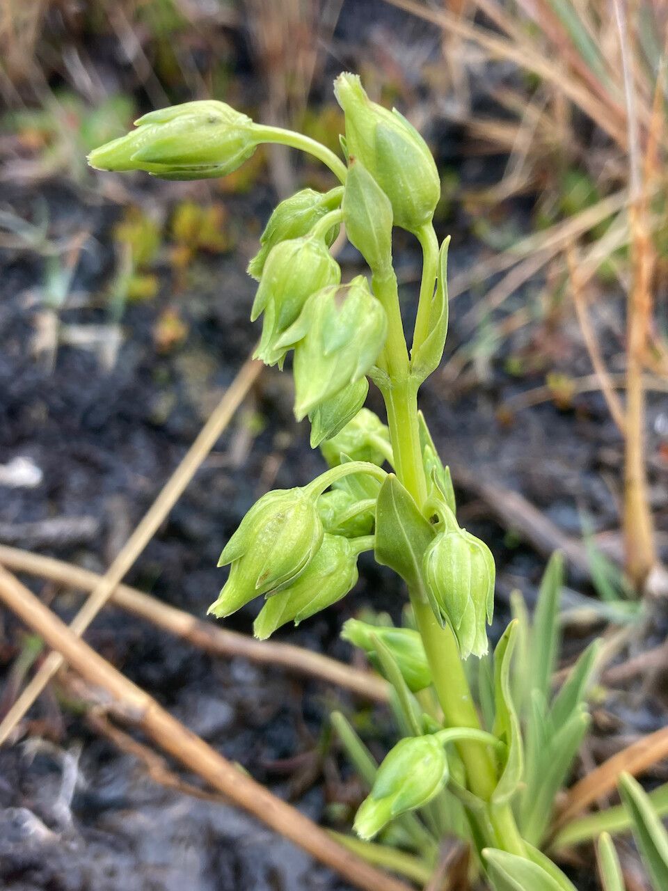 Halenia elata flower