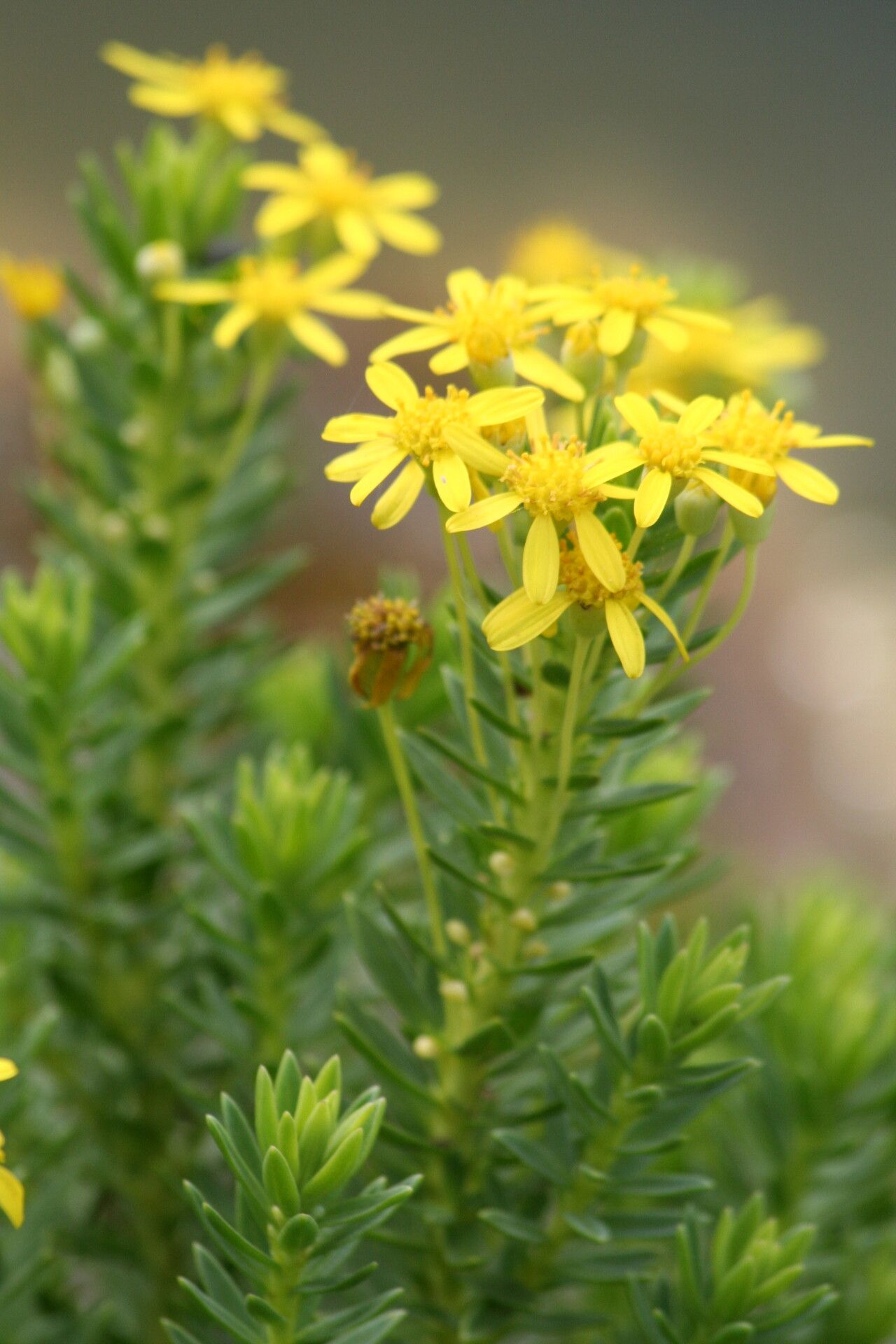 Euryops tysonii — search result for 'Euryops'